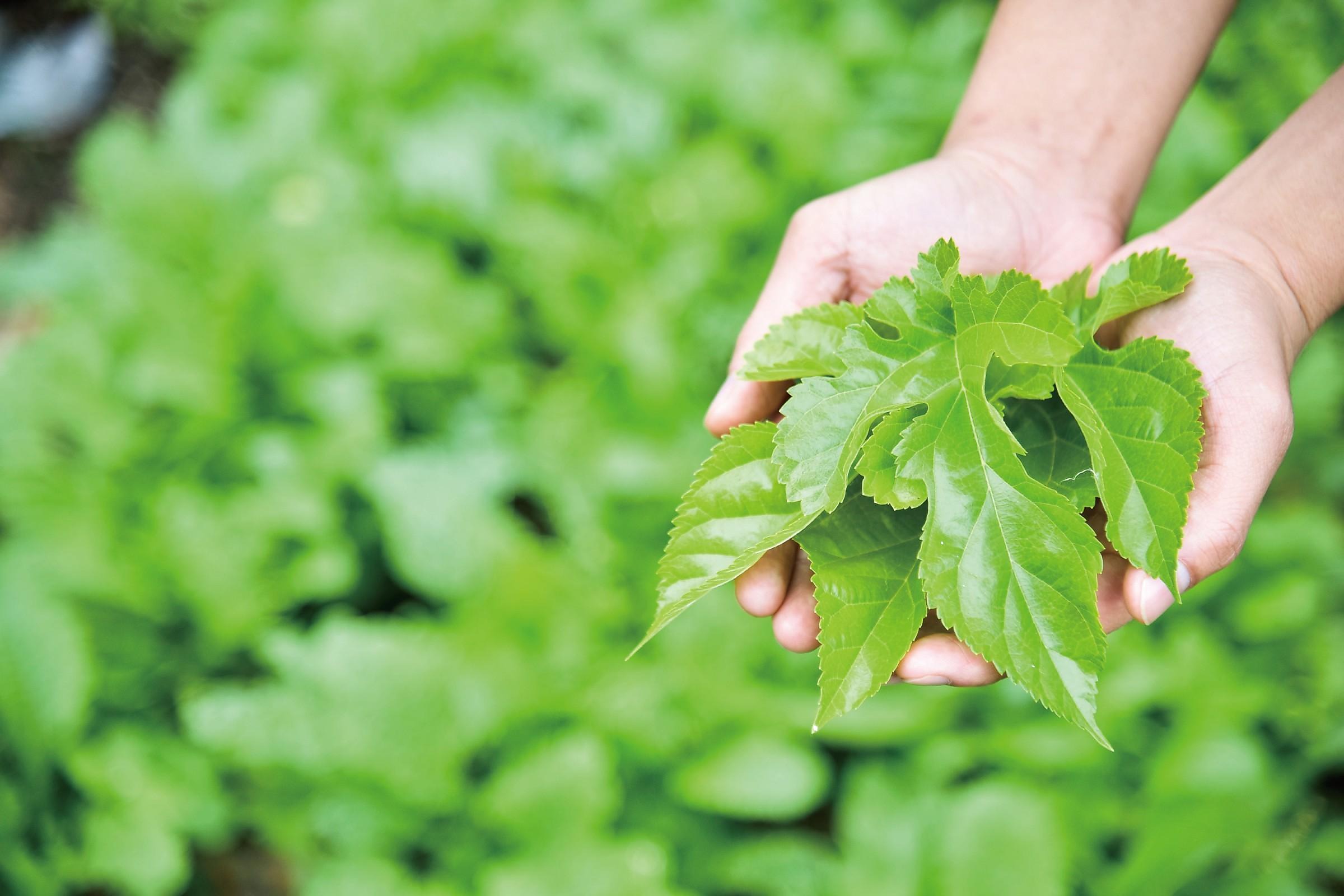 Hands holding freshly harvested mulberry leaves with the mulberry field in the background